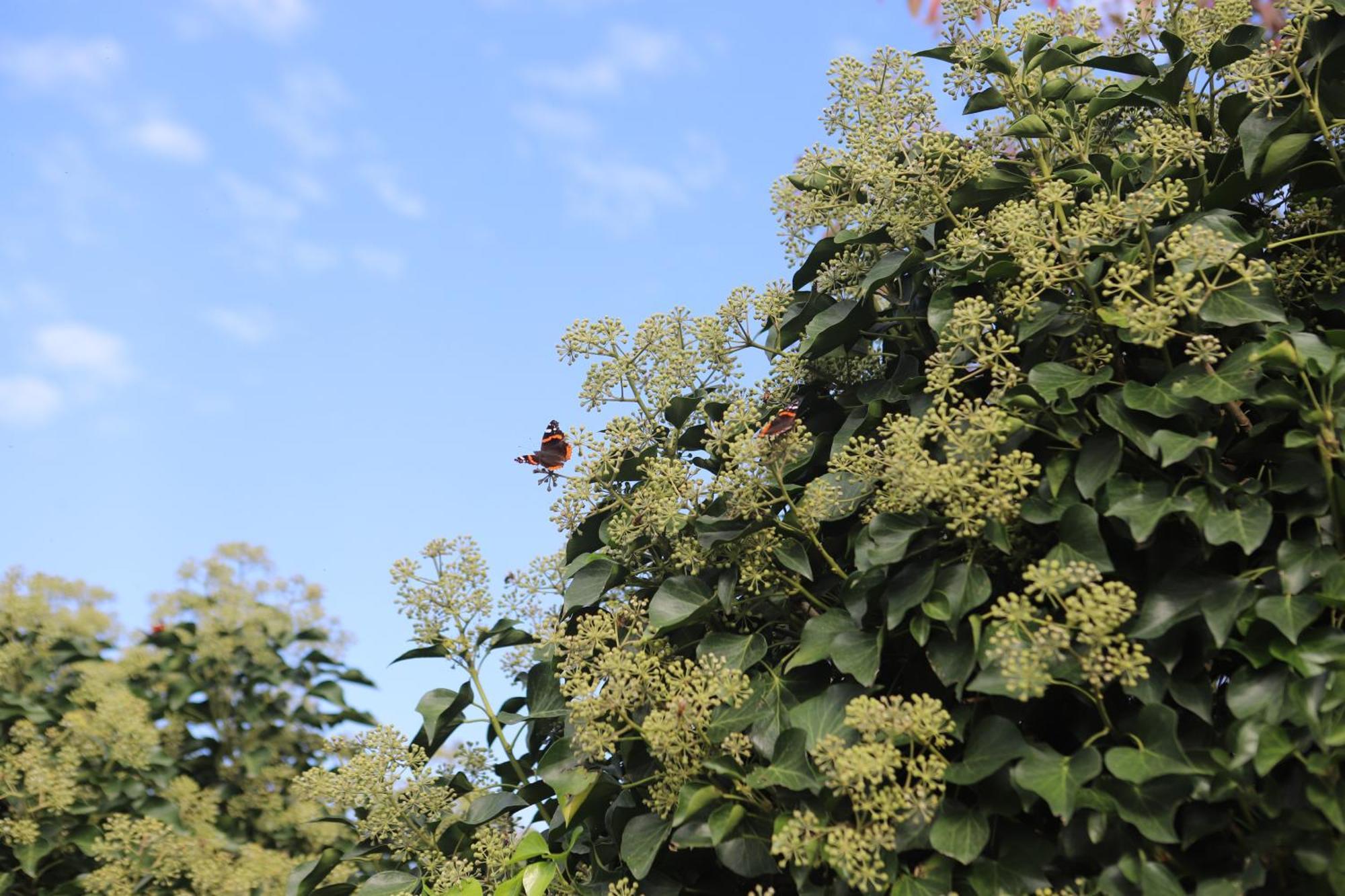 The Secret Garden - Keszthely Bed & Breakfast Bagian luar foto
